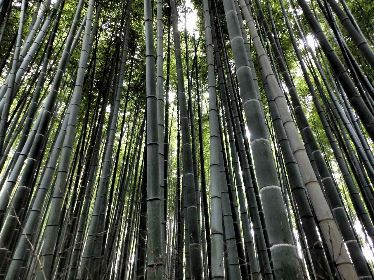 Maintaining Your Bamboo Room Divider