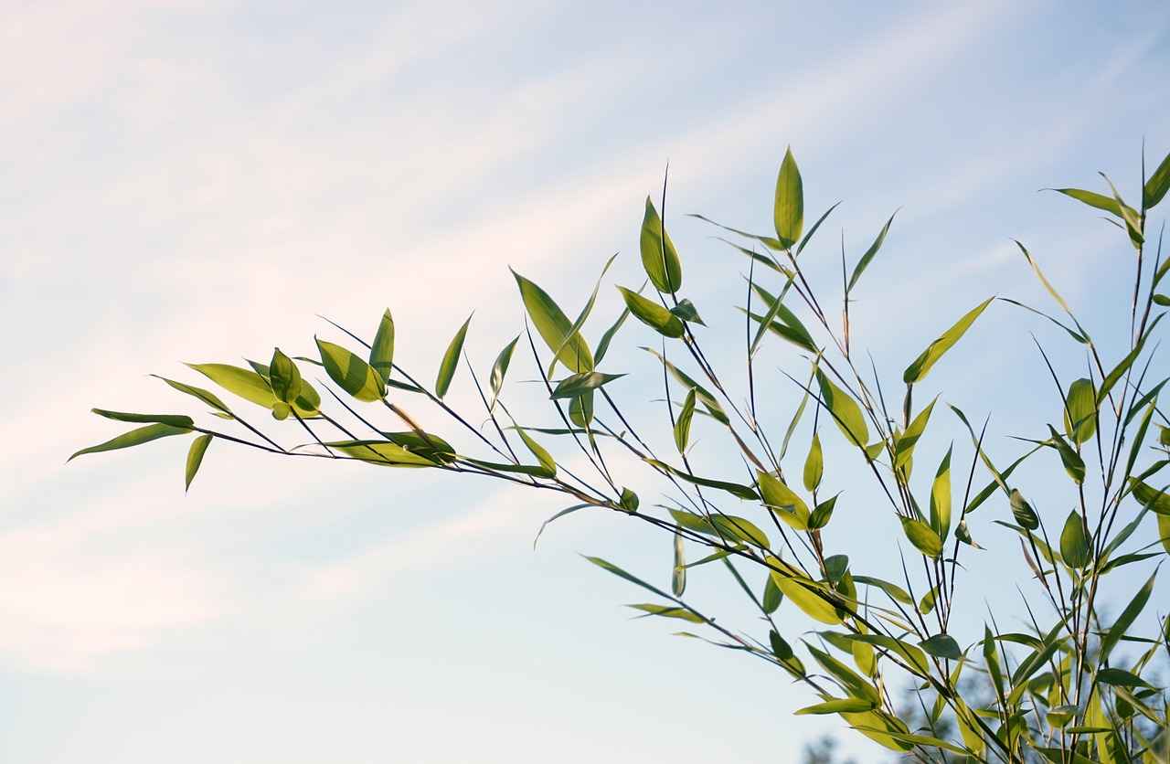 Why Choose Bamboo for Your Divider?