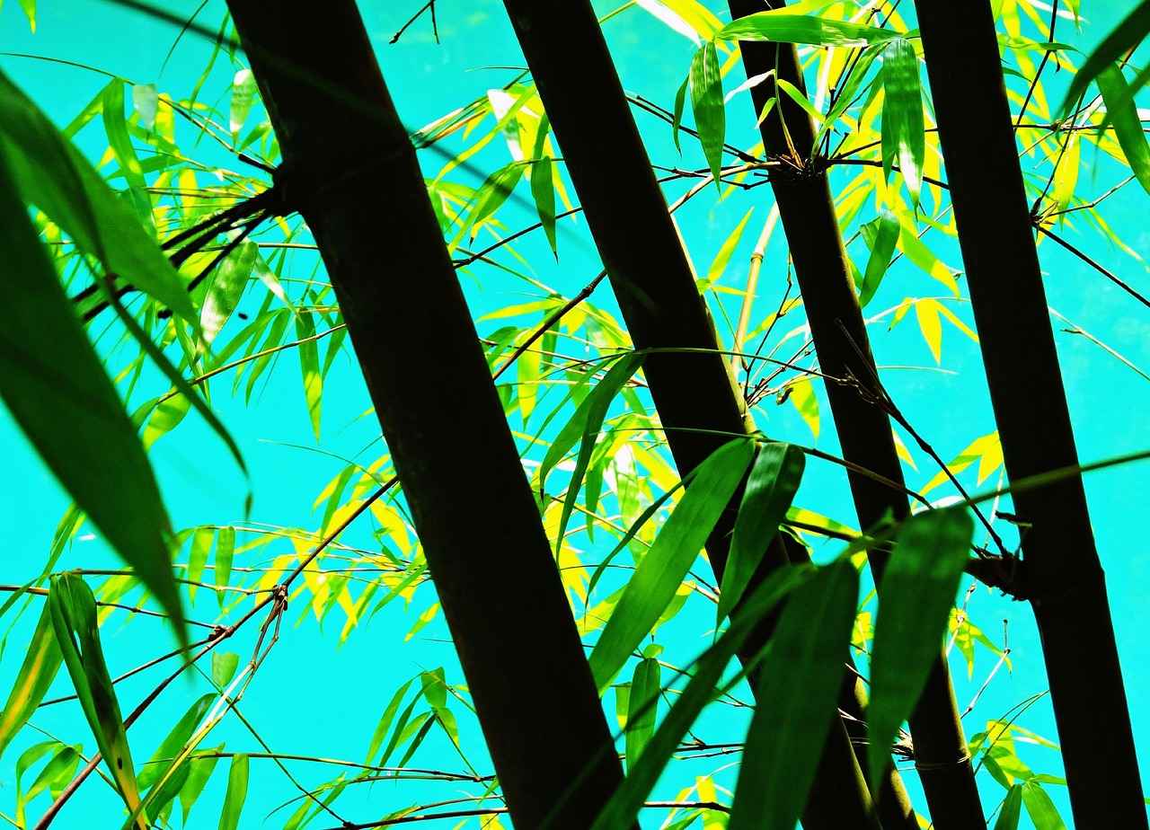 How to Build Your Own Bamboo Room Divider?