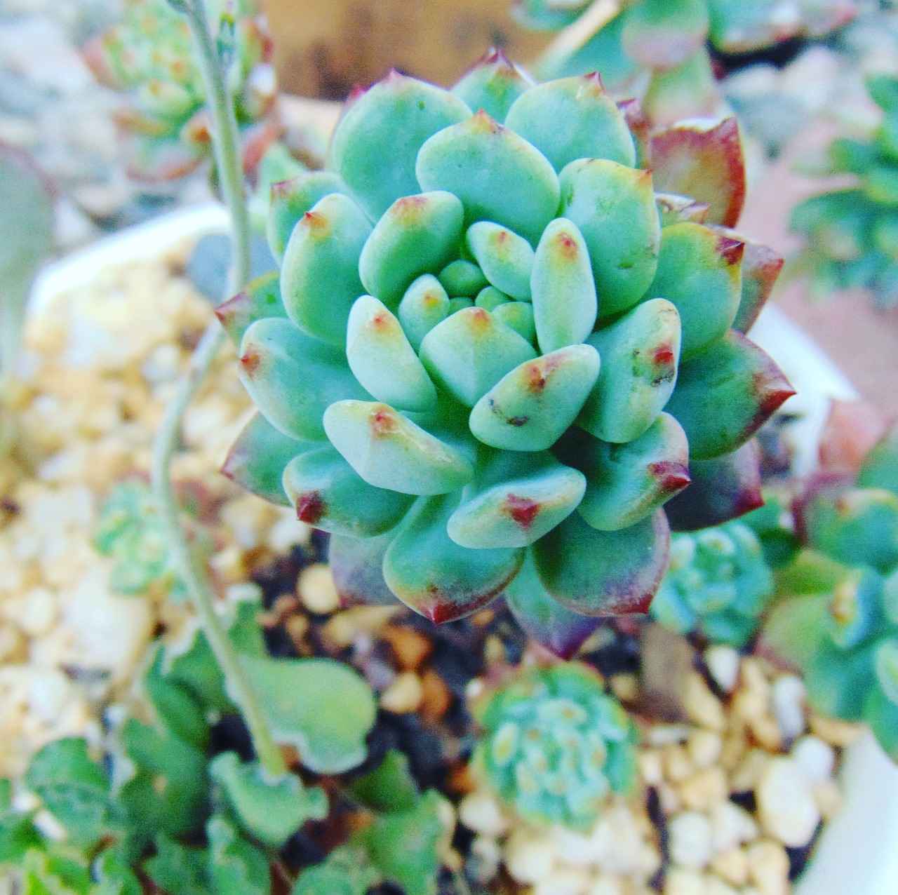 How to Arrange Houseplants for Maximum Impact?