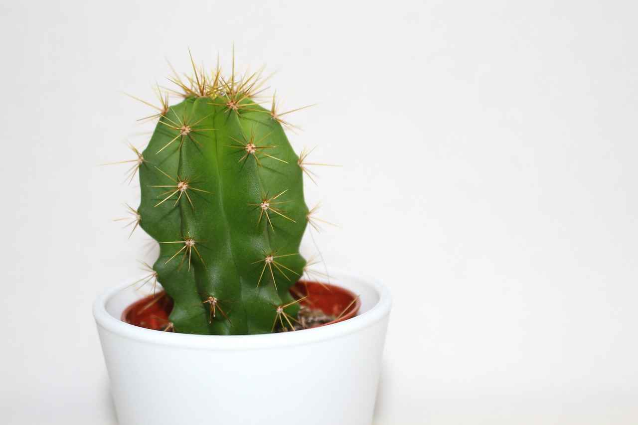 What Are the Benefits of Using Plants as Dividers?
