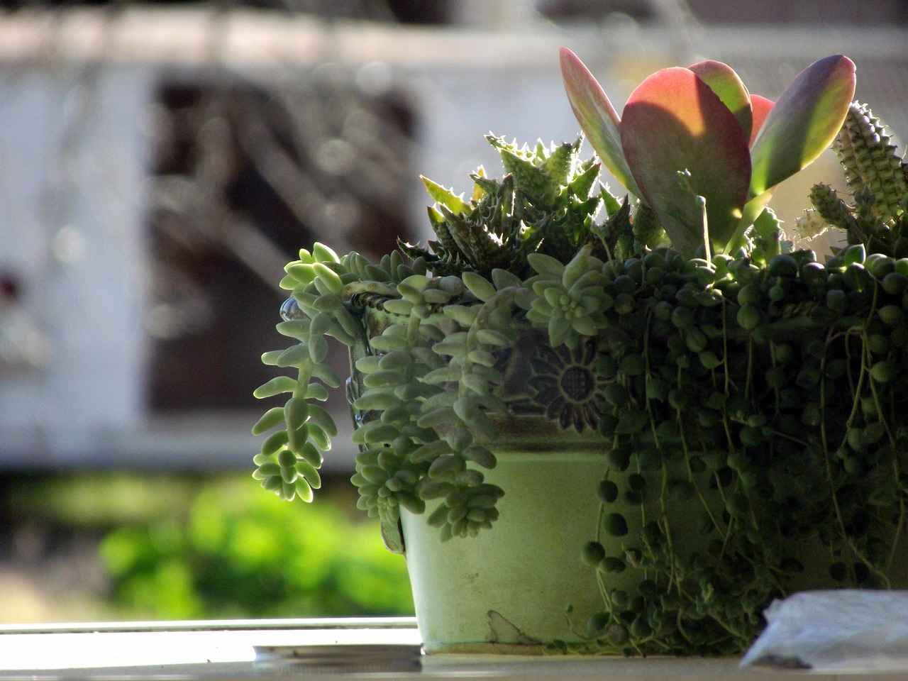 How to Use Houseplants as a Natural Room Divider (Green Living Tips)
